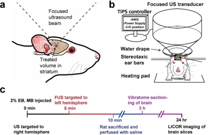 Figure 1. Experimental setup. a) Diagram of focused ultrasound application to the rat brain through intact skull and scalp