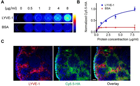 Figure 2. (green) was observed. Nuclei were stained as blue with DAPI. The scale bar is 20 was added for incubation