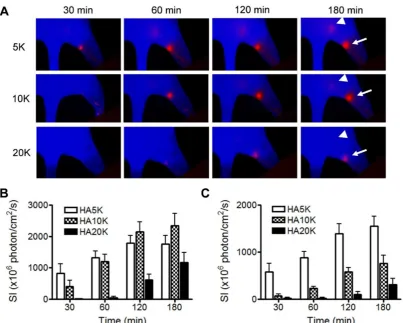 Figure 3. Comparison of Cy5.5-HA of different sizes as to migration and retention. (A) Representative fluorescent images after intradermal injection of 5K, 10K, or 20K Cy5.5-HA into the right paw