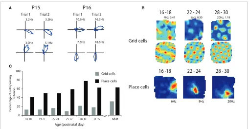 FIGURE 1 | Spatial representations at the outset of navigationalexperience. (A) Head direction cells show adult like directional codingand stability at P15