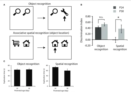 FIGURE 2 | Development of memory for objects and objects inlocation. (A) Object recognition protocol (top row) and associativespatial recognition protocol (bottom row)