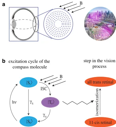 FIGURE 1(after photoexcitation froma) (Left) Schematic diagram showing how the moleculesmight be aligned in the retina; a combination of light and a magnetic ﬁeldcould induce dipole moments for certain molecular orientations