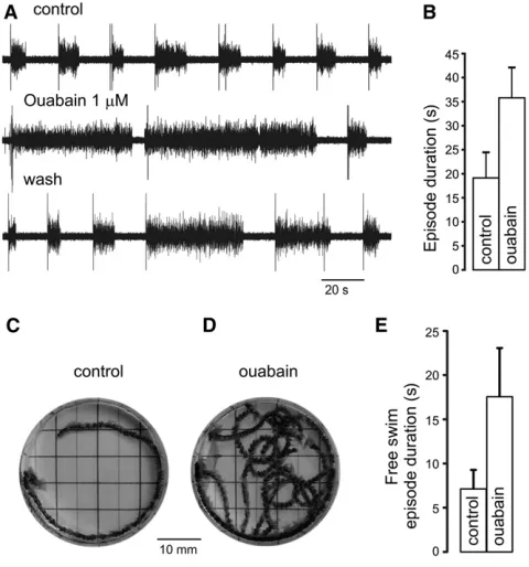 Figure 4. Role of usAHP(A) Interswim interval was set to 15 s to generate relatively constant, shortutive video frames overlapped to show swim path in response to touch.(D) Longer swimming episode in same animal after ouabain.(E) Histogram showing pooled d
