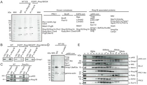 Figure 1. Identification of Ring1B associated peptides in mouse ESCs. A) IPs of Ring1B from nuclear extracts of WT andrescued with Ring1BI53A, resolved by 4–20% SDS-PAGE and stained with colloidal blue