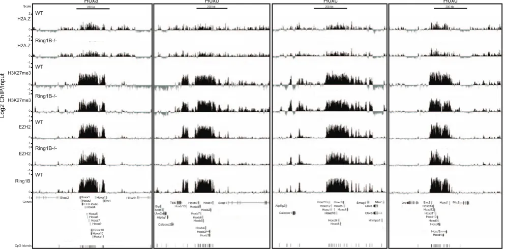 Figure 2. H2A.Z distribution at polycomb targets in the absence of Ring1B. A) Immunoblot for H2A.Z and H2A inWT (Ring1BRing1B Ring1B2/2 and matched+/+) ESCs