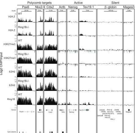 Figure 4. H2A.Z is enriched at developmental genes in wild-type and PRC1 mutant ESCs. Log2 of ChIP:input for: H2A.Z, H3K27me3, EZH2biological replicates