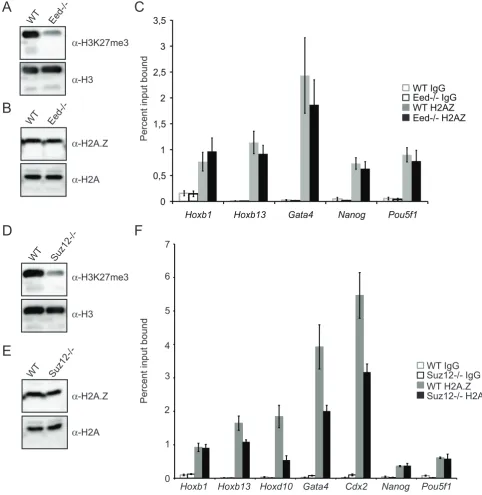 Figure 5. H2A.Z enrichment is not dependent on PRC2. A) Immunoblots for H3K27me3 and H3 inImmunoblots for H2A.Z and H2A inSuz12replicates