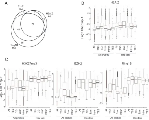 Figure 8. H2A.Z localises to CpG islands and overlap with EZH2 and Ring1B. A) Venn diagram showing overlap of genes displaying H2A.Zwith EZH2 and Ring1B enrichment at TSS 6 500 bp within arrayed regions (total 240 unique TSS) in WT ESCs