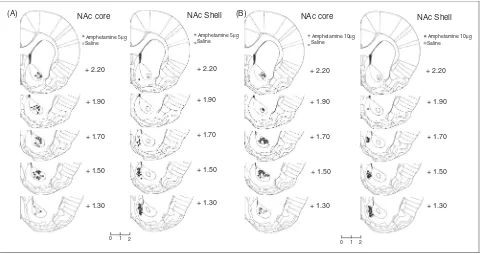 Figure 4. Histological assessment of cannula placements within the nucleus accumbens. Representative coronal sections from rats that received micro-injections of 5.0(1998)mg amphetamine (A) or 10.0mg amphetamine (B) into the NAc core and NAc shell