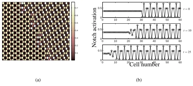 Figure 5: Numerical simulations of (1) performed in a 60×period-ﬁve pattern (state at successive timesthe domain split equally between the unstable homogeneous state (elling through the hexagonal mesh (Notch activation pattern