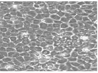 Figure 1: A surface view of a typical epithelium, displaying a regular polygonal mor-phology