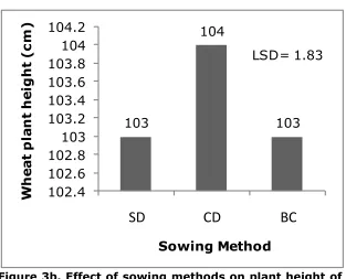 Figure 3a. Effect of tillage practices on plant height of 