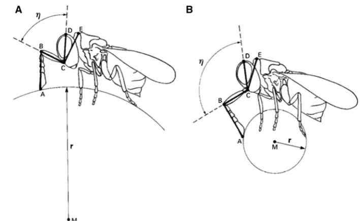 Fig. 2 Matched ﬁlters providehigh-level information to theCNS, but do not extendcognition