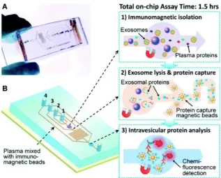 Figure 8. Integrated microfluidic exosome analysis. (A) Chip with microchannel and (B) workflow: immunomagnetic isolation, chemical lysis and intravesicular protein analysis