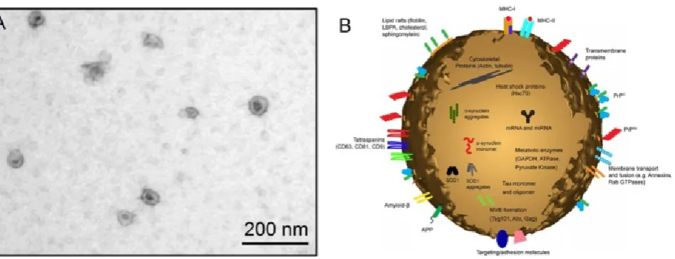 Figure 1. (A) An electron microscopic image of exosomes (Reproduced with permission from reference 8) and (B) a diagrammatic representation of a medium size exosome (Reproduced with permission from Reference 10)