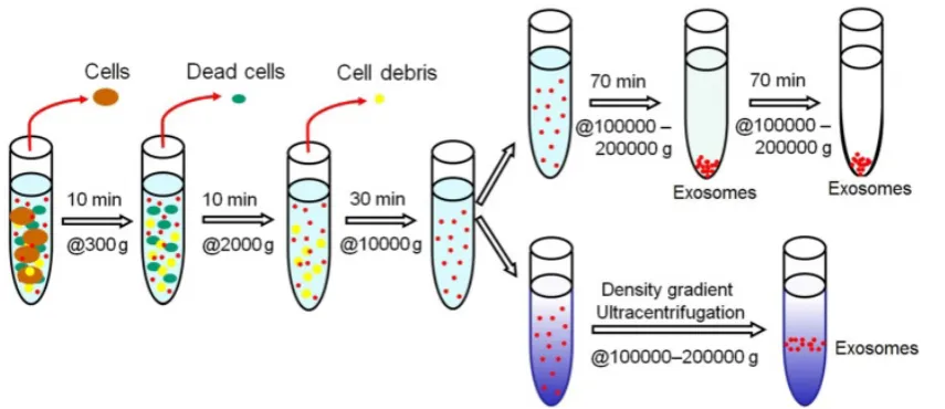 Figure 2. Schematic representation of isolating exosomes by differential ultracentrifugation