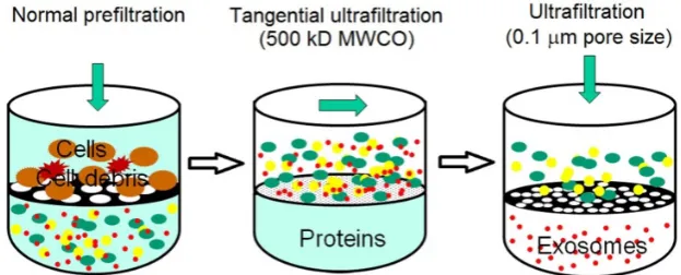 Figure 3. Schematic illustration of sequential filtration. Firstly, cells and cell debris are removed