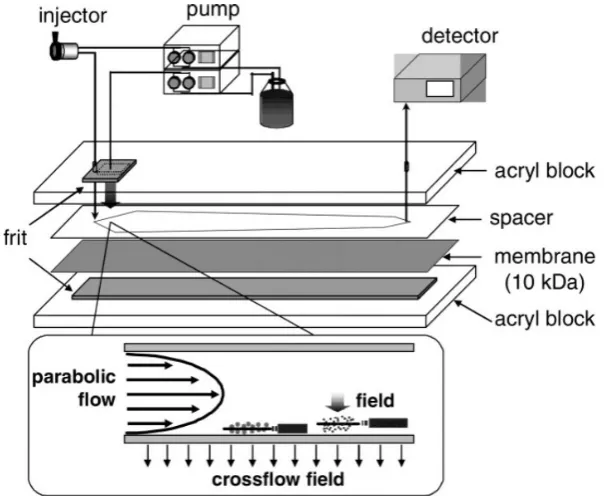 Figure 4. Schematic representation of F4. Sample components experience two opposite forces: crossflow field and diffusion