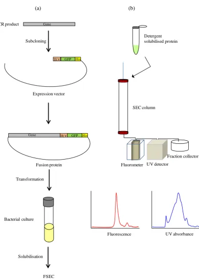 Figure 1.16: Flow chart of pre-crystallisation detergent screening of GFP fusion protein by FSEC