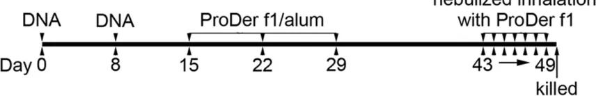 Figure 2. Immunization schematic of the initiation of allergen-induced allergic airway inflammation in the mouse model and treatment with the DNA vaccine construct.