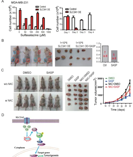 Figure 5. Inhibition of SLC3A1 suppresses breast cancer tumorigenesis. A. Determination of dose and treating time of sulfasalazine (SASP) on breast cancer cell