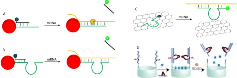 Figure 9. (A) A schematic illustration of AuNP-based nano-flares for mRNA depletion and detection