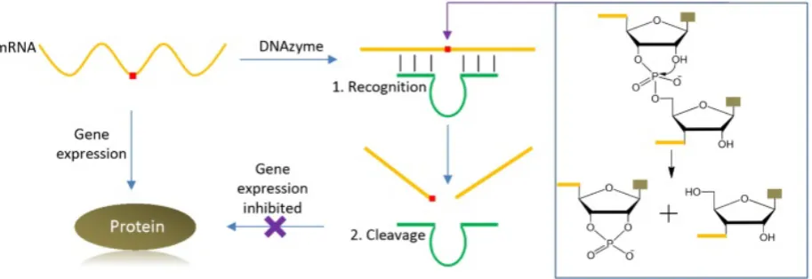 Figure 1. A cartoon showing specific mRNA recognition and cleavage by a DNAzyme. The red square in the mRNA denotes for the targeted cleavage site
