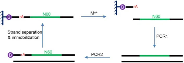Figure 2. A basic scheme of the presence of the added metal ions is harvested and amplified by PCR