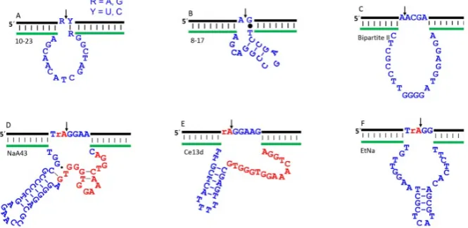 Figure 3. The secondary structures of a few representative RNA-cleaving DNAzymes. (A) 10-23; (B) 8-17; (C) Bipartite II