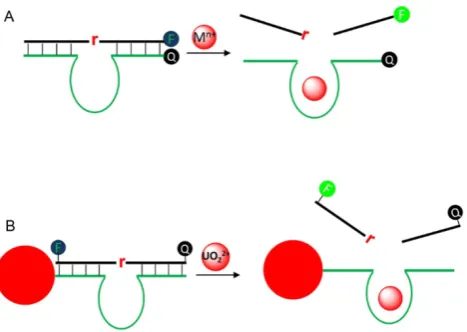 Figure 5. (A) A typical sensor design for DNAzyme signaling. F and Q denote for fluorophore and quencher, respectively