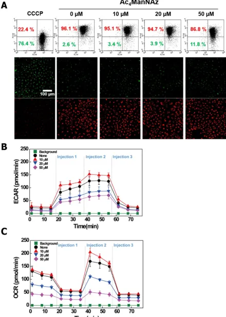 Figure 4. Change of Mitochondria function in A549 cells treated with Ac4ManNAz. (A) Mitochondrial membrane potential (ΔΨm) was measured in A549 cells by JC-1 staining as described in materials and methods