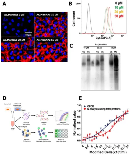 Figure 5. Optimization of metabolic labeling for cell tracking. To address the optimum concentration of Ac4ManNAz, (A) visualization of Ac4ManNAz showing the amount of total proteins and generated azide groups (n = 5)