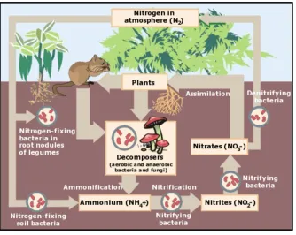 Figure   1:   The   soil   nitrogen   cycle   