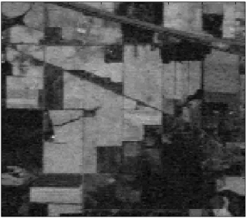 Fig. 3(a). Sample band of Indian Pines Dataset 