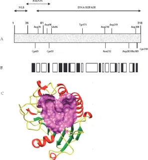 Fig. 3. A. Schematic representation of APE1 protein with critical residues (NLS = nuclear localization sequence)