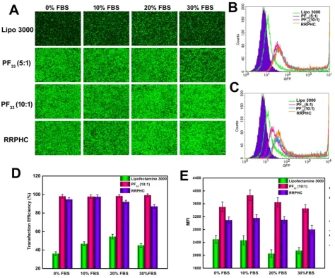 Figure 7. Comparison of the transfection efficiency of PF33/pGFP (PF33), RRPHC/pGFP (RRPHC) and Lipofectamine 3000/pGFP (Lipo 3000) in medium containing 0% - 30% serum in HCT 116 cell