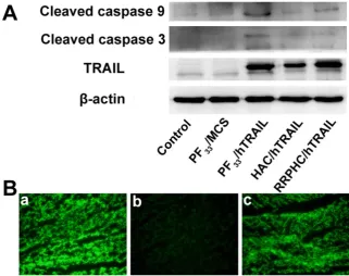 Figure 9. (A) Protein expression levels of TRAIL, cleaved caspase 9, and cleaved caspase 3 in HCT 116 cells following transfection with various formulations