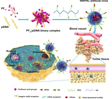Figure 1. Schematic representation of RRPHC nanoparticles for gene delivery. 