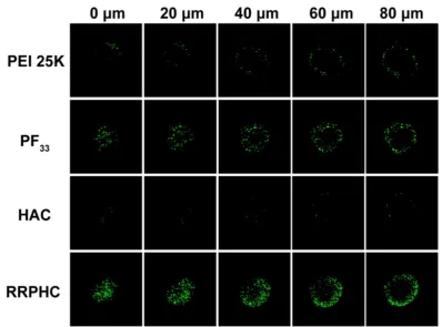 Figure 4. Penetration ability of various formulations (PEI 25K/pDNA (PEI 25K), PF33/pDNA (PF33), HAC/pDNA (HAC), RRPHC/pDNA (RRPHC)) into 3D tumor spheroids