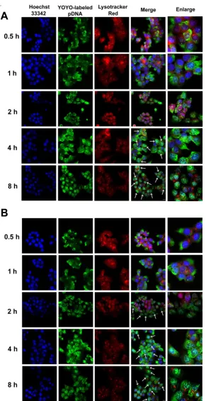 Figure 5. Confocal images of HCT 116 cells treated with (A) RRPHC/pDNA and (B) PFendosomes and lysosomes were stained with Lyso-Tracker Red while the nuclei were stained with Hoechst 33342