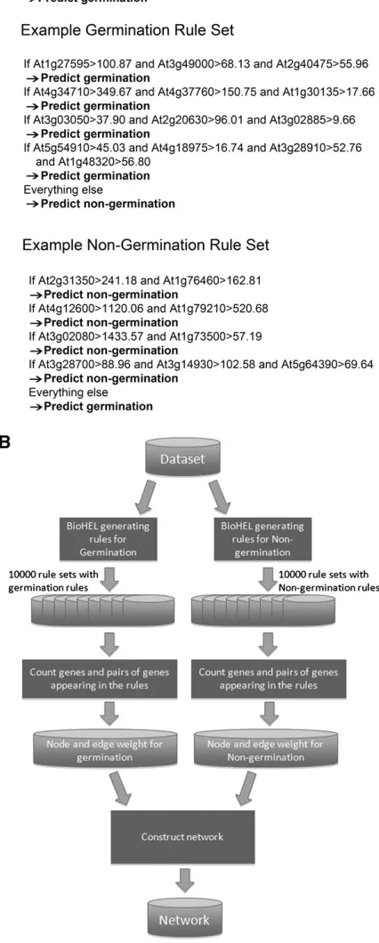 Figure 1. Generation of a Rule-Based ML Coprediction Network Basedon Arabidopsis Seed Microarray Data.