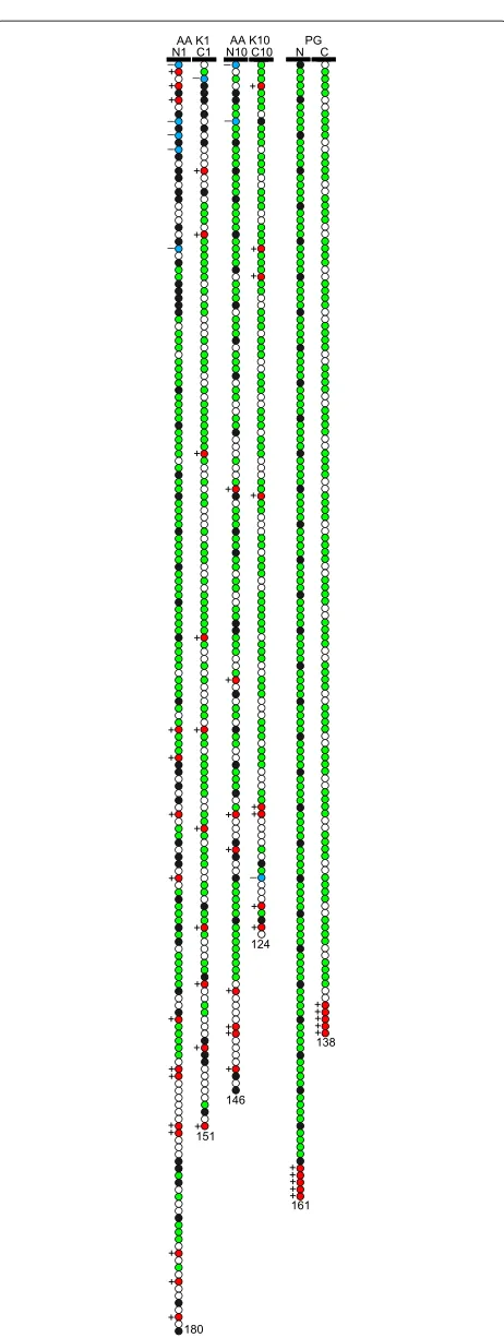 Figure 2 Models of unstructured domains. Schematic illustration ofthe N and C unstructured terminal domains for the AA and PG models.Colour code: white - “P”; black - “H”; red - “+”; blue - “–”, green - “G”.
