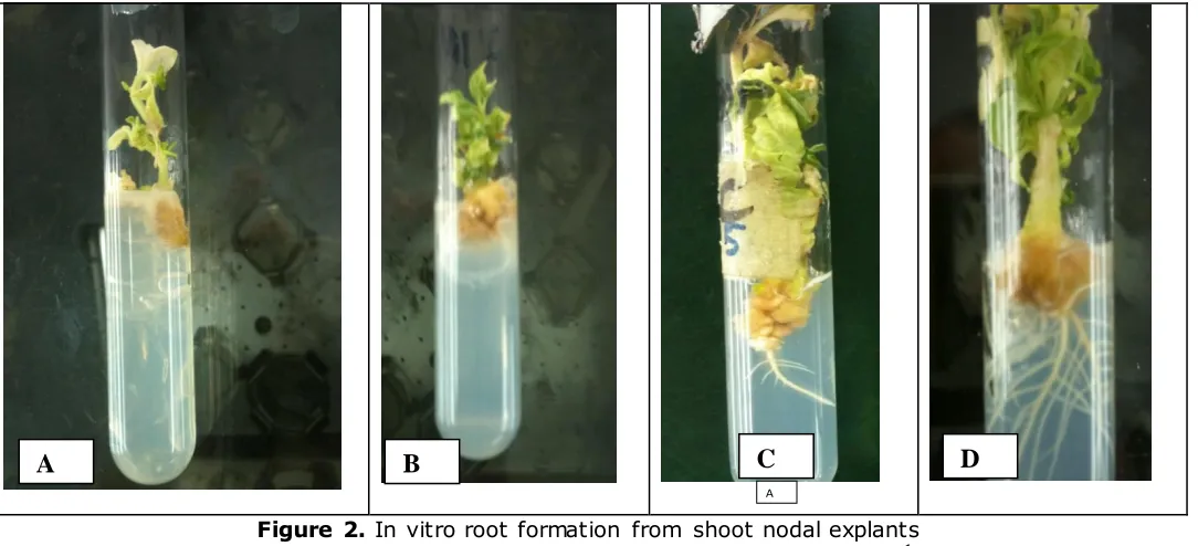 Figure 2. In vitro root formation from shoot nodal explants  C = half MS Medium with 0.5 mg LA= half MS Medium without IBA, B= half MS Medium with 0.2 mg L-1 IBA,  -1 IBA, D= half MS Medium with 1 mg L-1 IBA