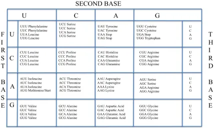 Table 1.2: The genetic code (Brown 2006). 