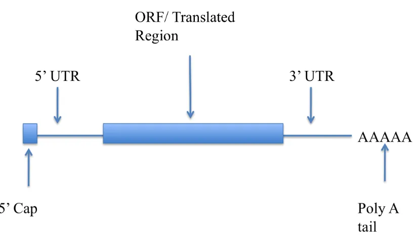 Figure 1.6: Schematic of mature mRNA. 