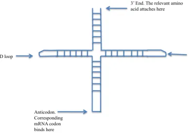 Figure 1.7: Structure of a tRNA molecule. Adapted from (Alberts 2008). 