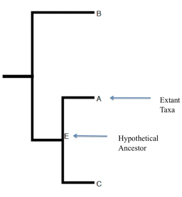 Figure 2.1: Sample phylogenetic tree. In this tree the extant taxa are nodes A, B and C 