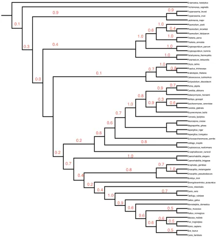 Figure 2.15: ML tree of 54 eukaryotes created from the concatenated alignments of genes 
