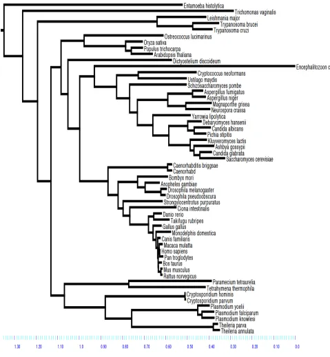 Fig 2.16: ML tree of 54 eukaryotes with proportional branch lengths. 