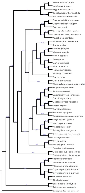 Figure 2.17: Proteome content phylogeny with bootstrap support only shown at each node 